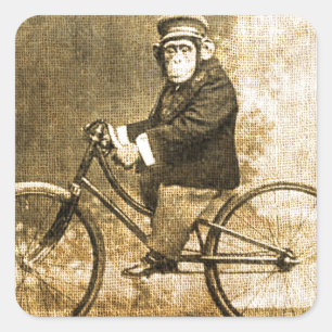 Vintageschimpans på en cykel fyrkantigt klistermärke