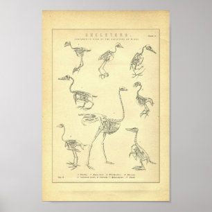 Vintageskelett av fågeltrycket poster