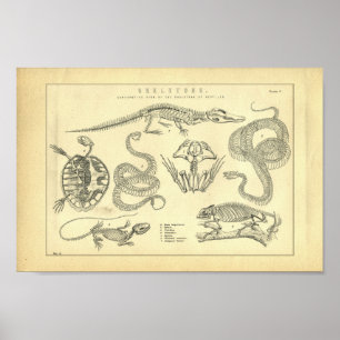 Vintageskelett av reptiltrycket poster
