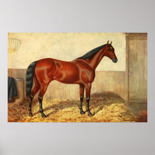 VintageStabled häst Illustration (1905) Poster
