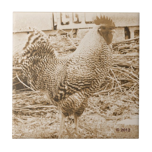 Vintagestiltuppen fotograferar kakelplatta (Framsidan)