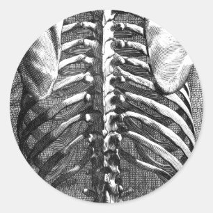 Vintageteckning av en rygg och en ribcage runt klistermärke