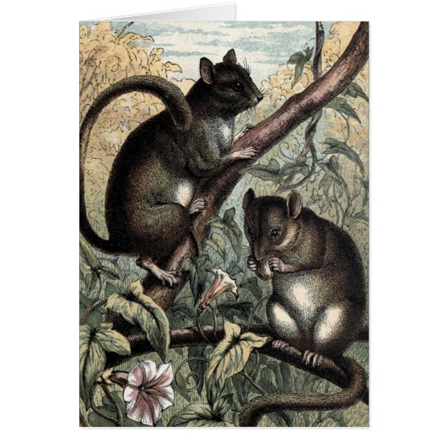 Vintageteckning: Dormousen Hälsningskort (Framsidan)