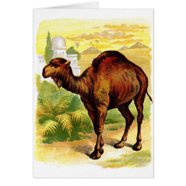 Vintageteckning: Dromedar Hälsningskort (Framsidan)