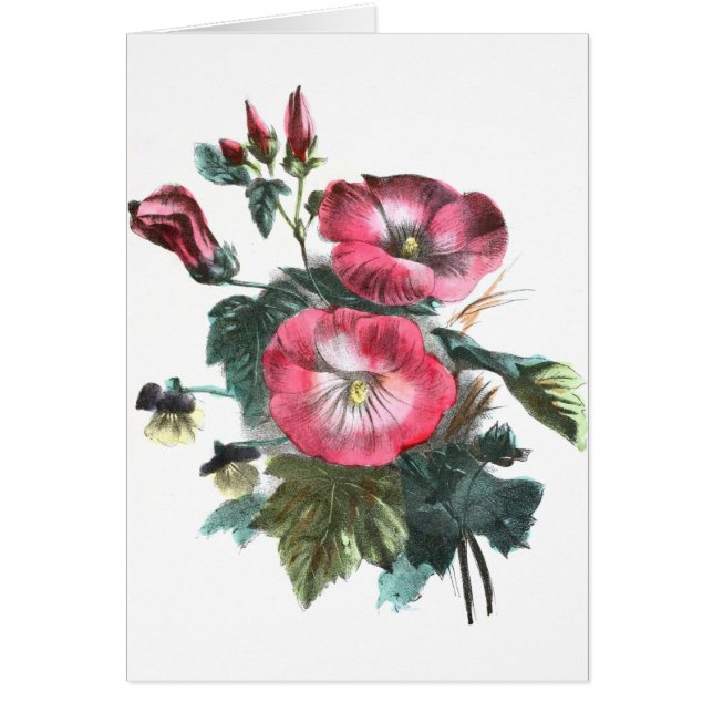 Vintageteckning: Röd Mallow Hälsningskort (Framsidan)