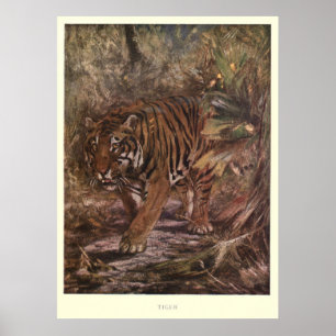 Vintagetiger Målning (1909) Poster