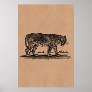 Vintagetigerillustration - afrikanska tigrar poster