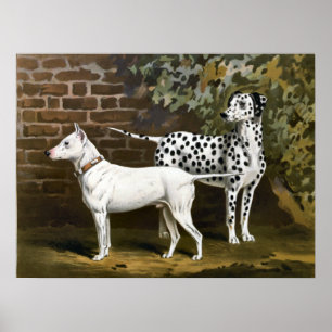 VintagetjurTerrier och Dalmatian hundkonst Poster