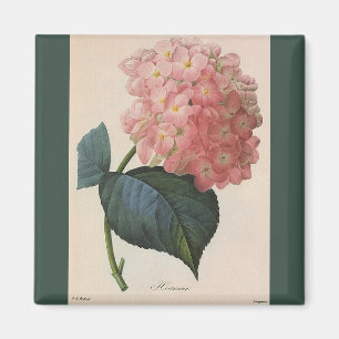 Vintageträdgårdblommor, rosa vanlig magnet