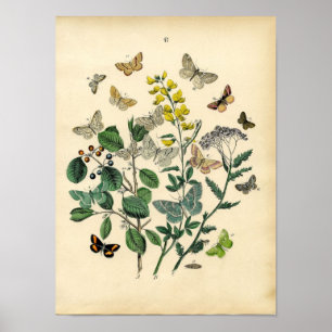 Vintagetryck - Lepidoptera - malar & fjärilar Poster