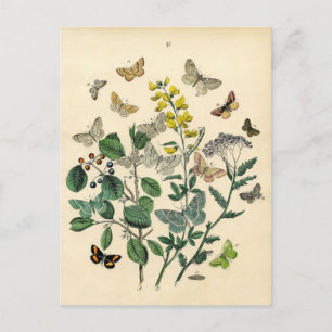 Vintagetryck - Lepidoptera - malar & fjärilar Vykort