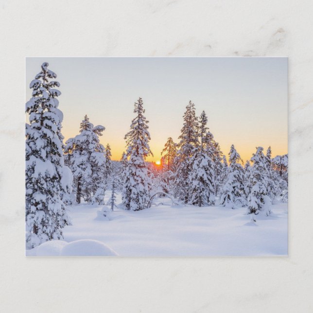 Vinter Barrträd Solnedgång Natur Vykort (Framsida)