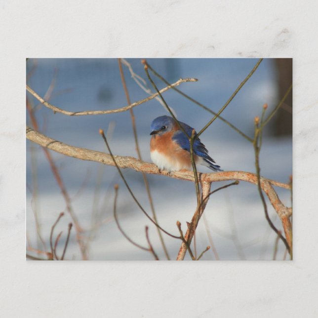 Vinter Bluebird Nature Animal Fotovykort Vykort (Framsida)