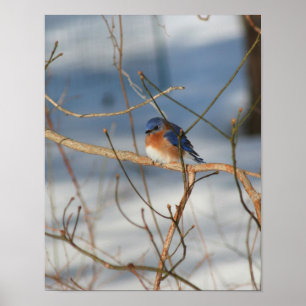 Vinter Bluebird Poster