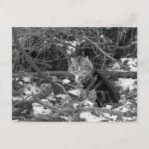 Vinter Feral Forest Cat-vykort Vykort