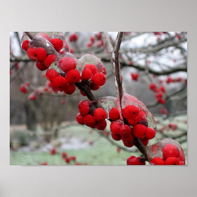 Vinter Freeze och Ice på Red Berries Poster (Framsidan)