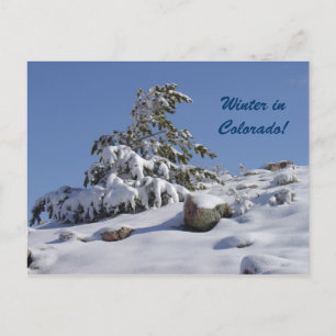 Vinter i Colorado Postcard Vykort