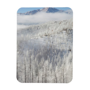 Vinter i Pike National Forest Magnet