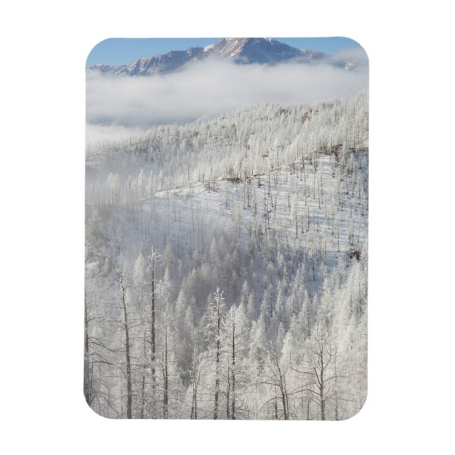 Vinter i Pike National Forest Magnet (Vertikal)