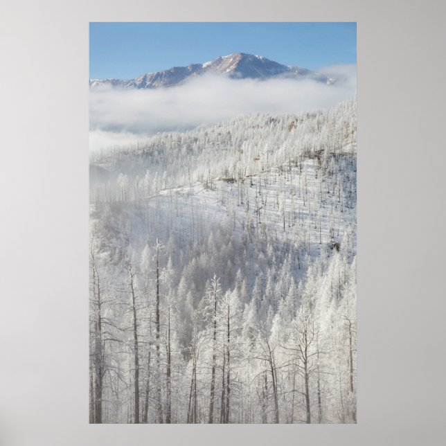 Vinter i Pike National Forest Poster (Framsidan)