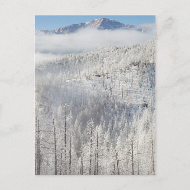 Vinter i Pike National Forest Vykort (Framsida)