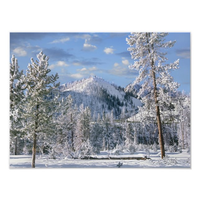 Vinter i Yellowstone National Park, Wyoming Fototryck (Framsidan)