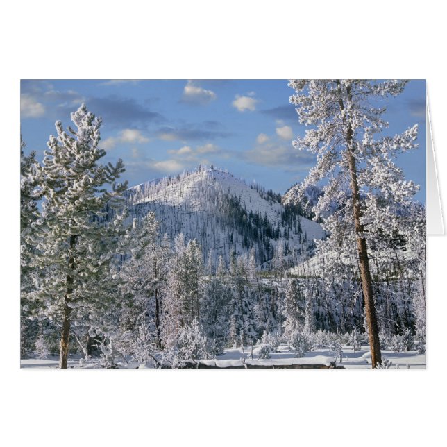 Vinter i Yellowstone National Park, Wyoming Hälsningskort (Framsidan Horizontal)