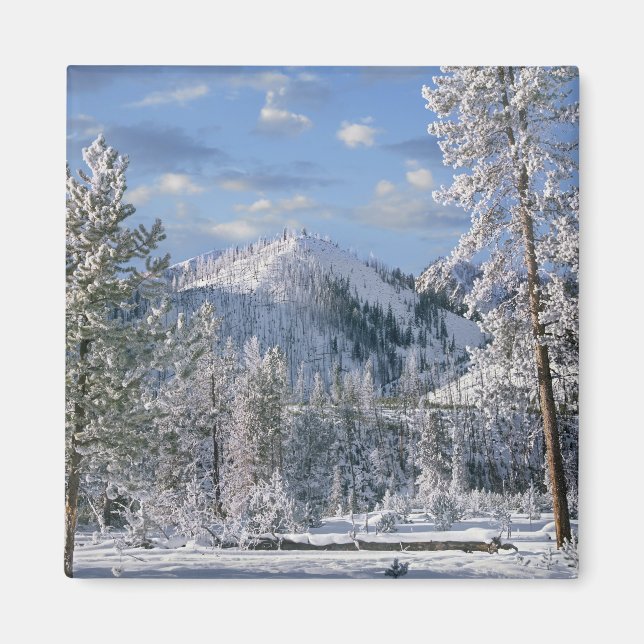 Vinter i Yellowstone National Park, Wyoming Magnet (Framsidan)