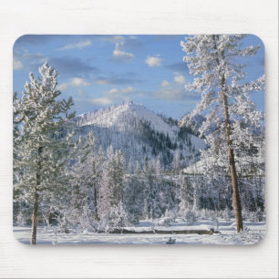 Vinter i Yellowstone National Park, Wyoming Musmatta