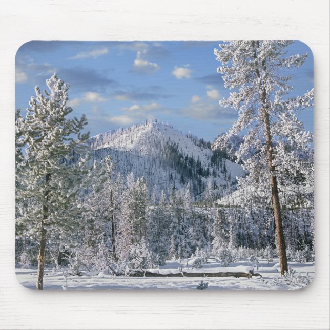 Vinter i Yellowstone National Park, Wyoming Musmatta (Framsidan)