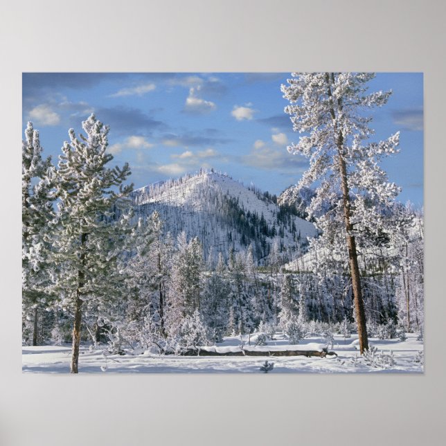 Vinter i Yellowstone National Park, Wyoming Poster (Framsidan)