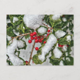 Vinter - Ice jackat Holly Vykort