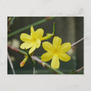 Vinter Jasmine Flowers-vykort Vykort