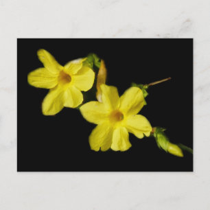 Vinter Jasmine-vykort Vykort
