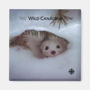 Vinter - Kort-Tails Weasel Magnet