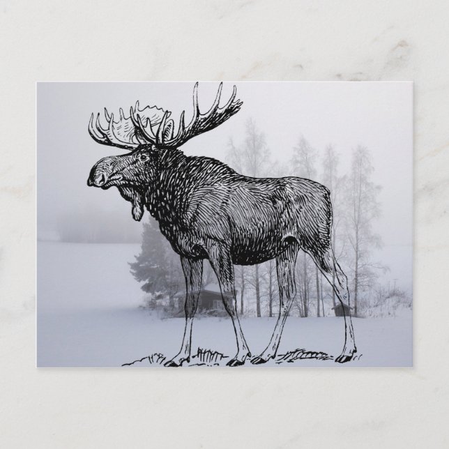Vinter Moose Vykort (Framsida)