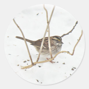 Vinter och Sparrow Runt Klistermärke