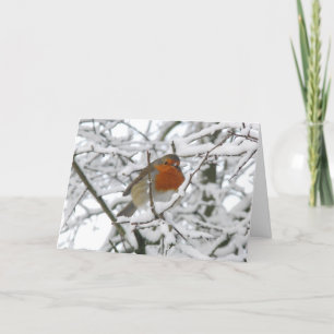 Vinter Robin Luxury-julkort Helgkort