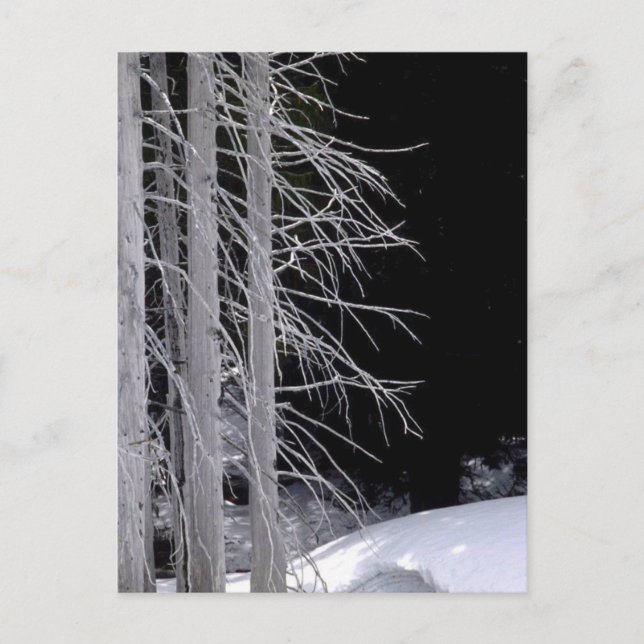 Vinter Scene Vykort (Framsida)