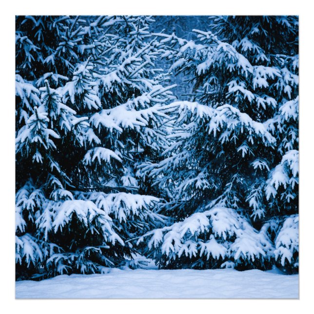 Vinter skog julgran fototryck (Framsidan)