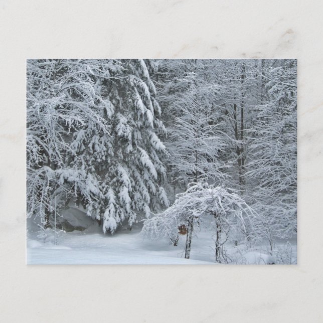 Vinter skog snötäckt landskapsfotografi vykort (Framsida)