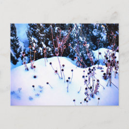 Vinter Snö Blomställen Träd Natur Vykort