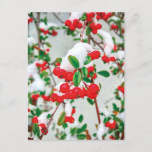 Vinter Snö Red Berries vykort