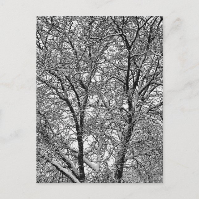 Vinter Snö Träd Grenar Fotografi Vykort (Framsida)