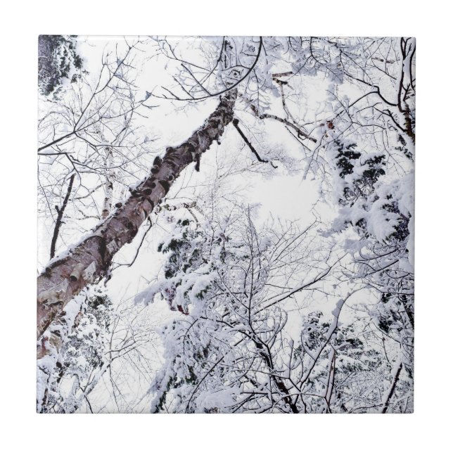 Vinter Snö Träd Skog 1 Kakelplatta (Framsidan)