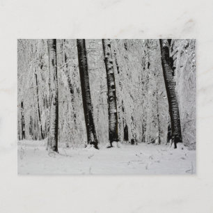 Vinter Snö Träd - - Vykort