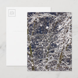 Vinter snöstorm Storm Snöig Träd Natur Fotografi Vykort