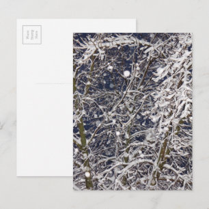 Vinter snöstorm Storm Snöig Träd Natur Fotografi Vykort