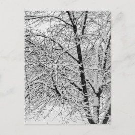 Vinter snöstorm storm Snöig Träd Natur Fotografi Vykort