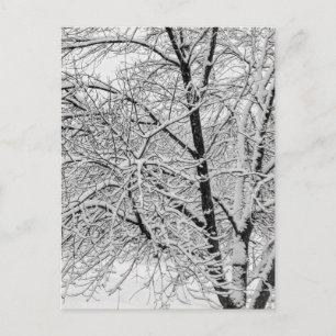 Vinter snöstorm storm Snöig Träd Natur Fotografi Vykort